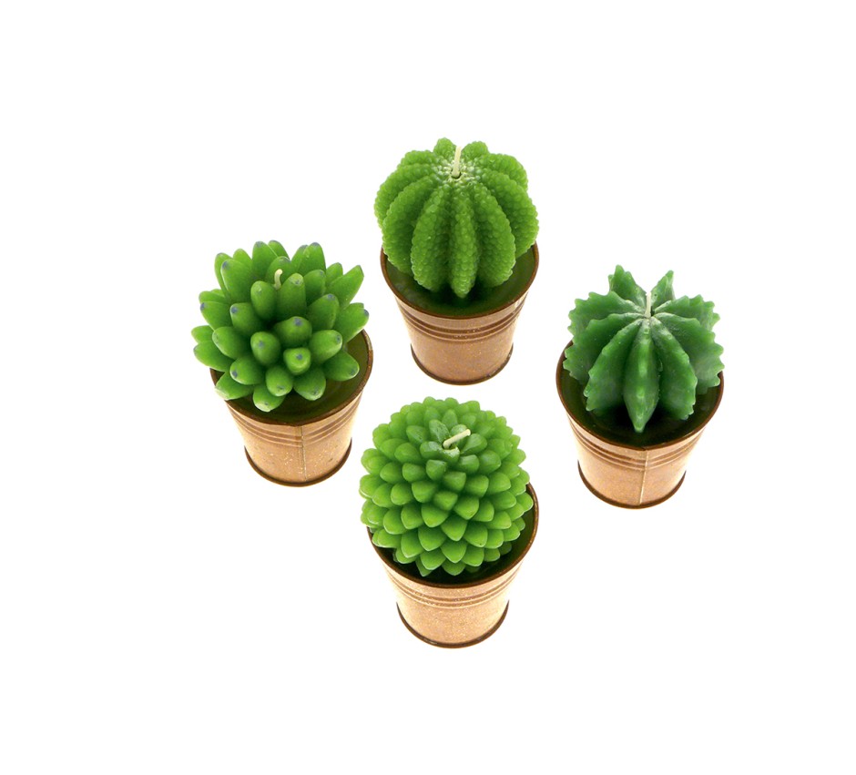 Cactus in vasetto (4 decori assortiti)